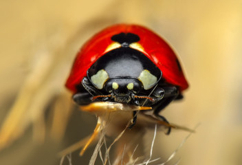 Beautiful ladybug on leaf defocused background