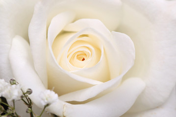 Close-up white rose. Abstract nature background.
