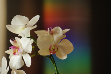 Fototapeta na wymiar Orchid with white petals a precious and sensual flower, a symbol of love
