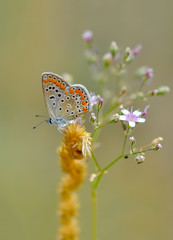 Closeup beautiful butterfly sitting on the flower.