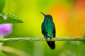 Fototapeta premium A Blue-chinned Sapphire hummingbird perches elegantly in a Vervain plant with a blurred colorful background.