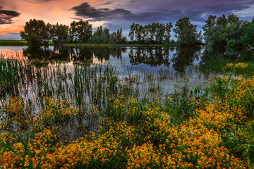 Obraz premium lake in the forest