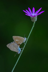 Closeup beautiful butterfly sitting on the flower.