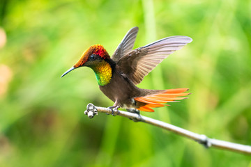 A Ruby Topaz hummingbird with his wings and tail flared defending his territory in a tropical garden. 