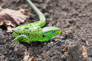 Portrait of a Small green lizard on the ground