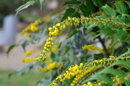 Gelbe Bl&uuml;ten einer Mahonie