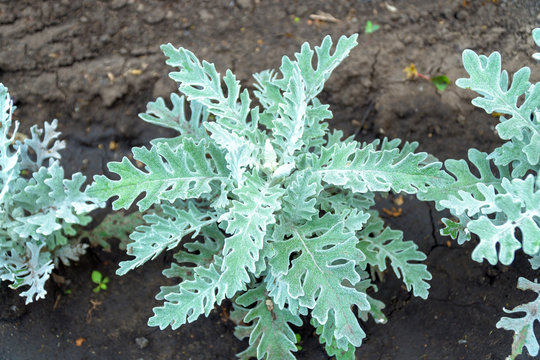 Plant with gray-green velvet leaves - Senecio cineraria