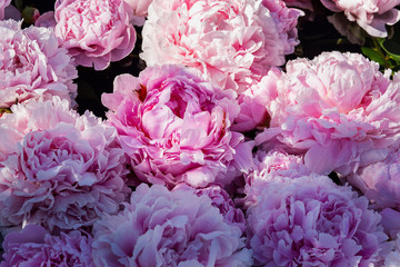 Background of pink peons, texture of flower petals.