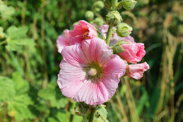 Summer pink flower
