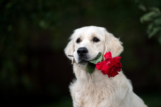 golden retriever dog holding a red rose in mouth outdoors