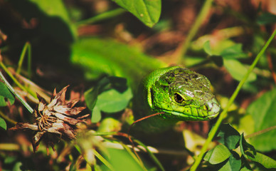 green lizard on a leaf