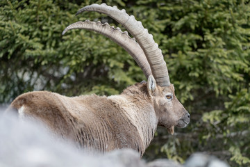 The mighty Ibex inside coniferous forest (Capra ibex)