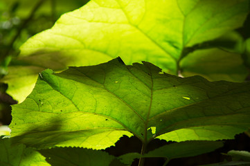 green leaves background