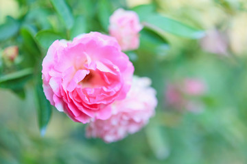 Beautiful pink roses flower in the garden
