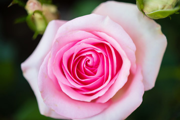 Beautiful colorful pink roses flower in the garden
