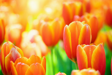 Fresh colorful tulips flower bloom in the garden - Powered by Adobe