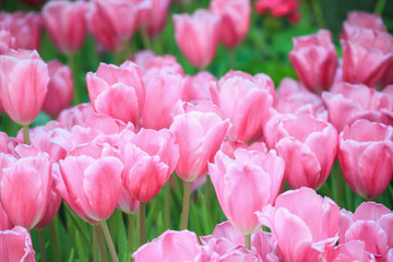 Fresh colorful tulips flower bloom in the garden