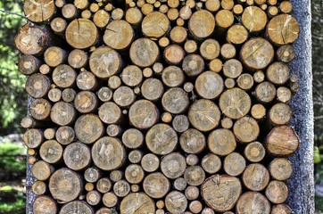 Woodpile in the forest in summer