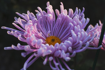 close-up of a purple chrysanthemum