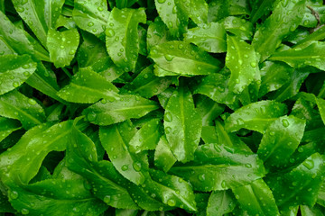Background from green leaves and water droplets