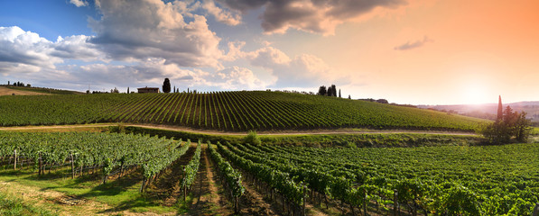 Beautiful vineyard in Tuscan countryside near Florence at sunset with cloudy sky. Italy.