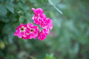 Beautiful colorful pink roses flower in the garden