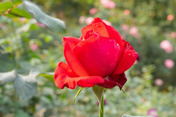 Beautiful red roses flower in the garden