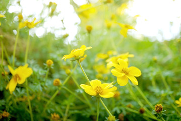 Cosmos yellow flowers in the garden, Morning sunshine with yellow flowers in the garden, blurred background, flowers blooming in the garden.