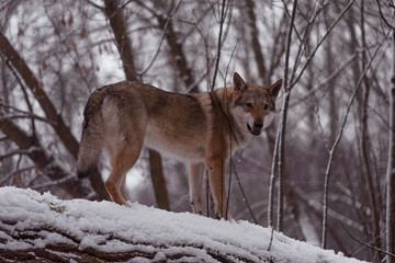 Obraz premium gray wolf walks on white snow
