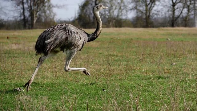Rural Texas ranch showcasing over thirty different exotic animals.