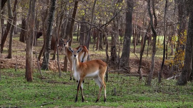 Rural Texas ranch showcasing over thirty different exotic animals.