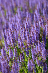 Naklejka na ściany i meble Lavender Flowers. Flowering bush growing in the field. Blooming lavender inflorescence of beautiful colorful wild grass.
