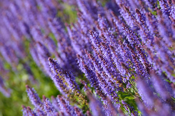 Lavender Flowers. Flowering bush growing in the field. Blooming lavender inflorescence of beautiful colorful wild grass.