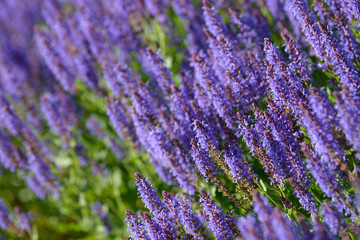 Fototapeta premium Lavender Flowers. Flowering bush growing in the field. Blooming lavender inflorescence of beautiful colorful wild grass.