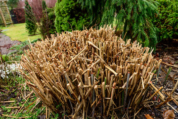 Spring garden cleaning. Ornamental grasses