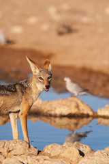 Kalagadi Jackal 