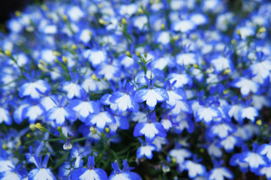Lobelia Erinus White And Blue Flowers Soft Focus Close Up