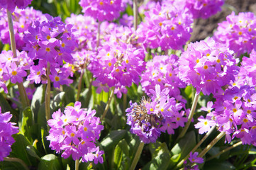 Many primula denticulate or drumstick primrose many purple  flowers in sunlight