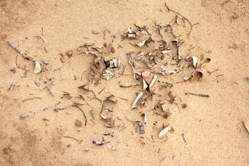 Old bark and dry leaves on sand
