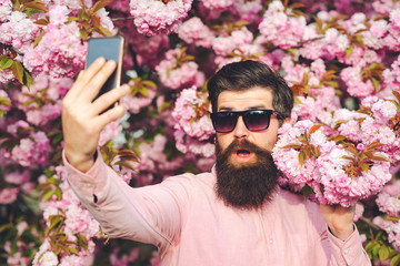 Bearded stylish man making selfie in sakura tree blooming. Handsome man with smartphone....