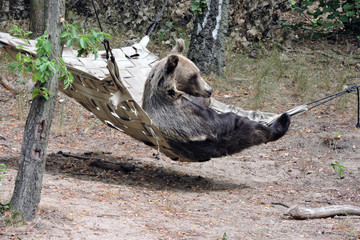 A brown bear lying in a hammock slung between trees