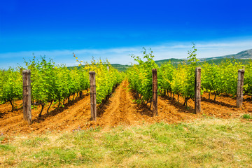Fototapeta na wymiar Vineyard plantation, mountain in background, sunny summer day, countryside landscape, Dalmatian inland, Croatia