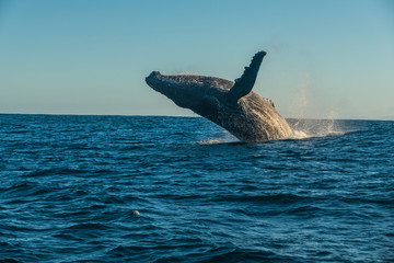 Humpback Whale of Madagascar jumping/breaching the water close to Sainte Marie