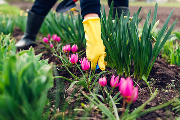 Farmer loosening soil with hand fork among spring tulips flowers in garden. Hobby and agriculture...