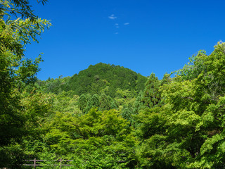 新緑と青空
