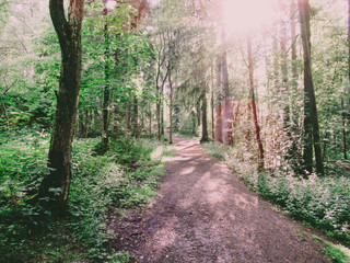 Path in a forest with bright sunlight.