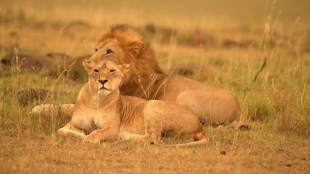 A pair of African lions relaxing on the ground on a windy day - close up