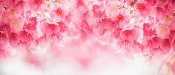 Fotobehang Beautiful cherry blossom sakura in spring time © Morgan Studio