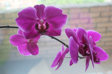 beautiful orchid branch by the window