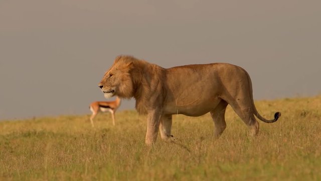 A young African lion walking on the grass plain with a gazelle closely watching from behind - close up